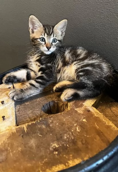 Gattino persiano normotipo MASCHIO  | Foto 4