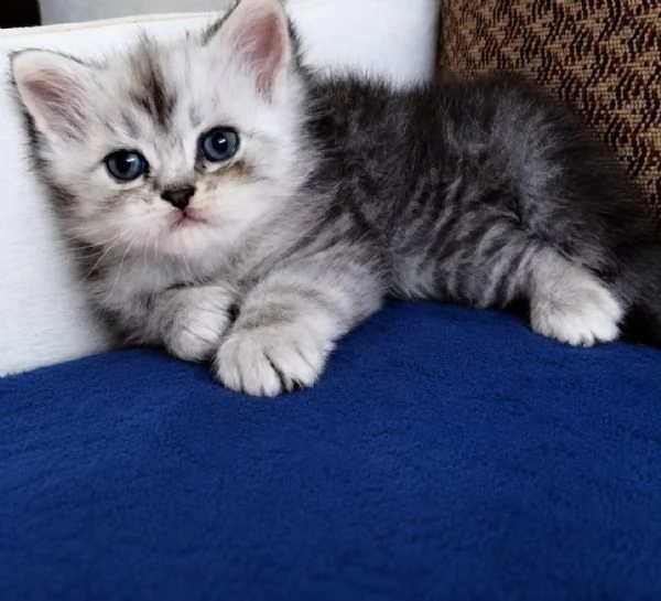 Gattino persiano normotipo MASCHIO  | Foto 3