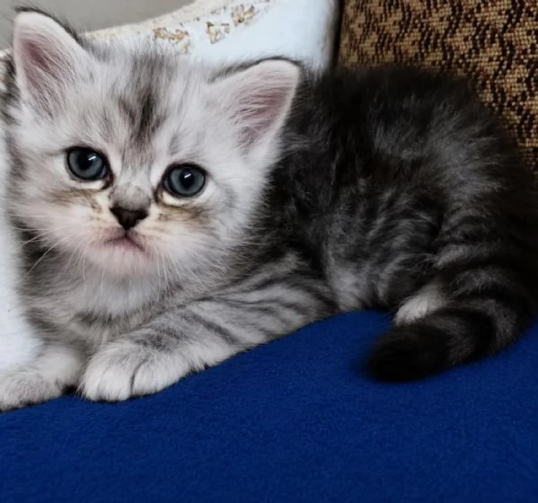 Gattino persiano normotipo MASCHIO  | Foto 2