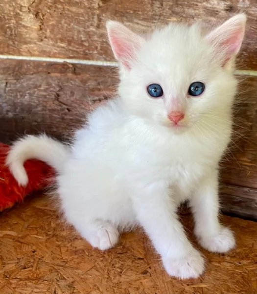 Gattino maschio incrocio norvegese  | Foto 0