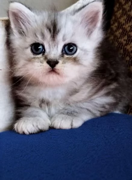 Gattino persiano normotipo MASCHIO  | Foto 0