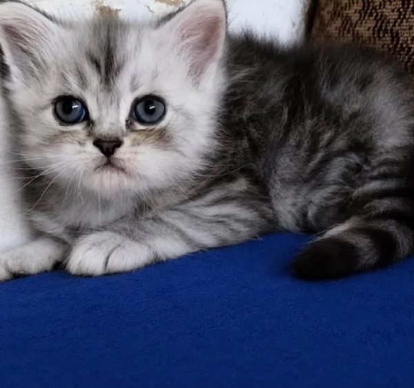 Gattino persiano normotipo MASCHIO 