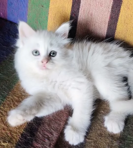 Gattina femmina simil siberiano  | Foto 6