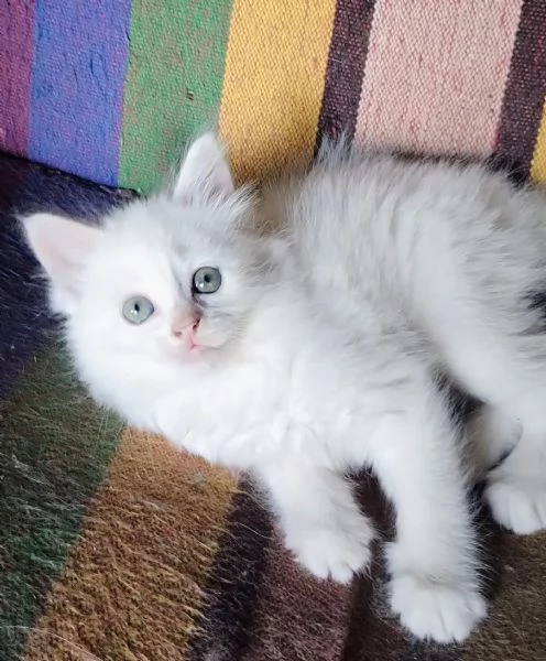 Gattina femmina simil siberiano  | Foto 5