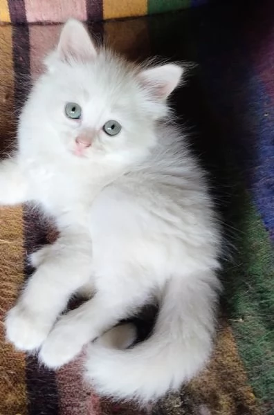 Gattina femmina simil siberiano  | Foto 4