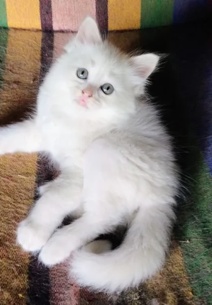 Gattina femmina simil siberiano  | Foto 1