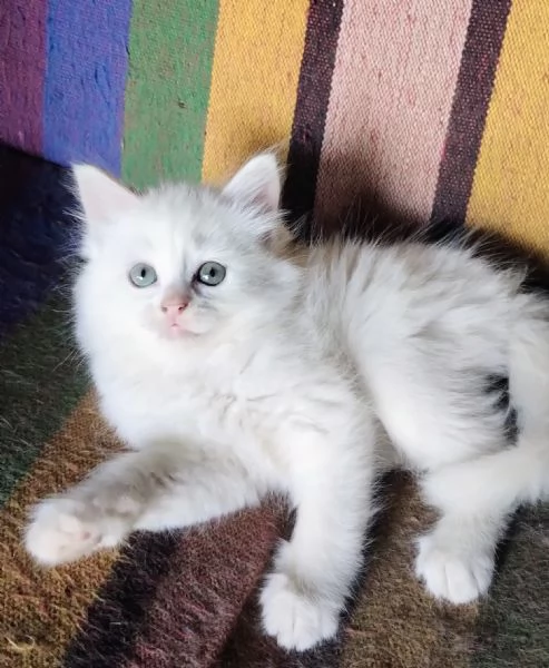 Gattina femmina simil siberiano  | Foto 0