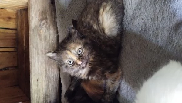 Gattina femmina simil siberiano  | Foto 2