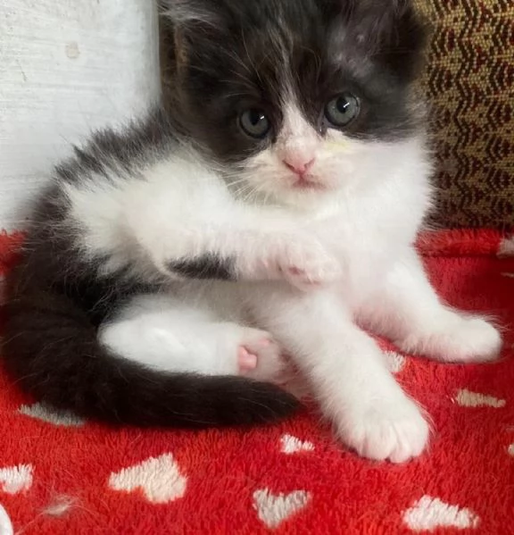 Gattina persiana normotipo FEMMINA  | Foto 19
