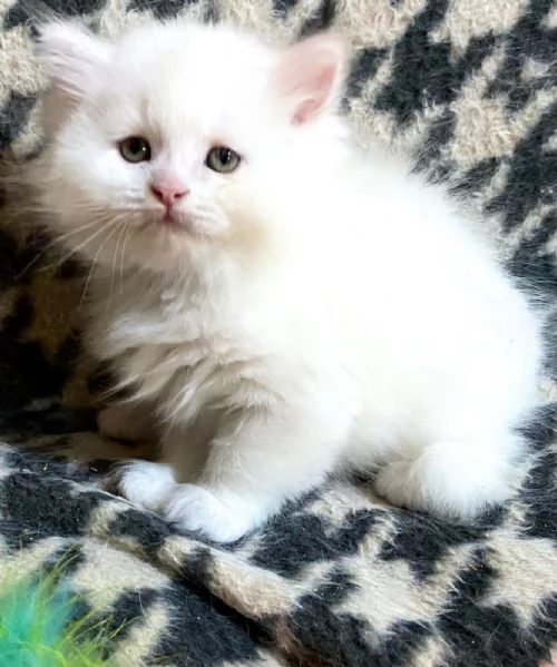 Cucciolo di persiani normotipo MASCHIO  | Foto 3