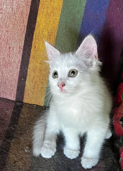 Gattina persiana normotipo FEMMINA  | Foto 16