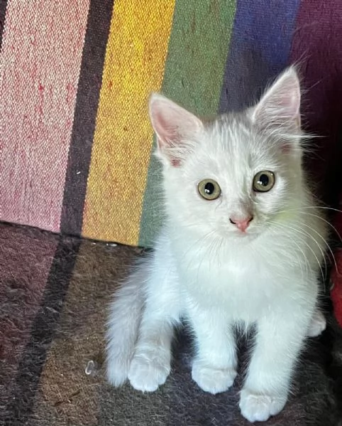 Gattina persiana normotipo FEMMINA  | Foto 15