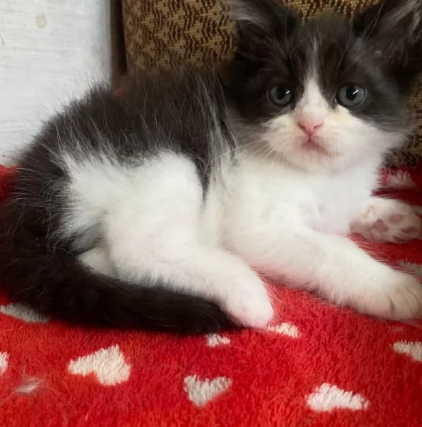 Gattina persiana normotipo FEMMINA  | Foto 14