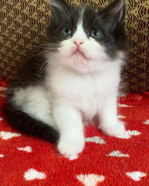 Gattina persiana normotipo FEMMINA  | Foto 13