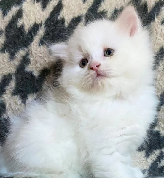 Cucciolo di persiani normotipo MASCHIO  | Foto 1