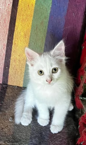Gattina persiana normotipo FEMMINA  | Foto 10