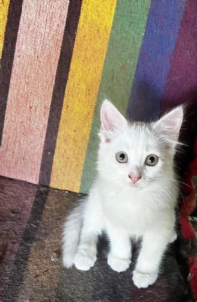 Gattina persiana normotipo FEMMINA  | Foto 9