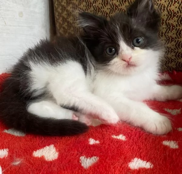 Gattina persiana normotipo FEMMINA  | Foto 7