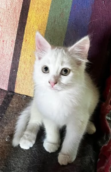 Gattina persiana normotipo FEMMINA  | Foto 6