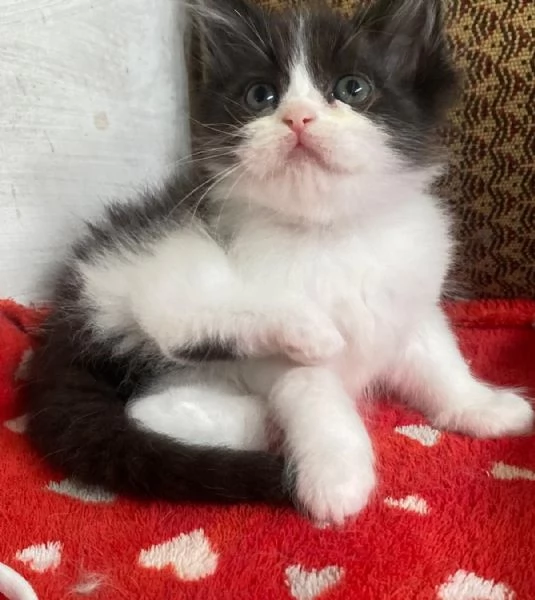 Gattina persiana normotipo FEMMINA 