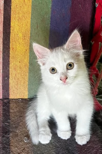 Gattina persiana normotipo FEMMINA  | Foto 4