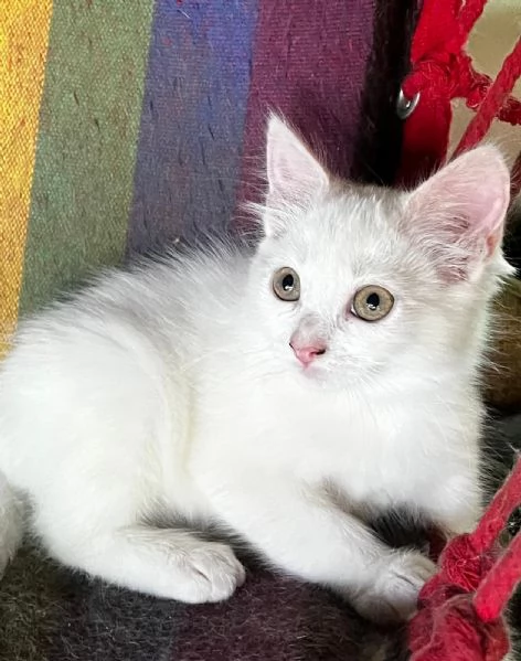 Gattina persiana normotipo FEMMINA  | Foto 3