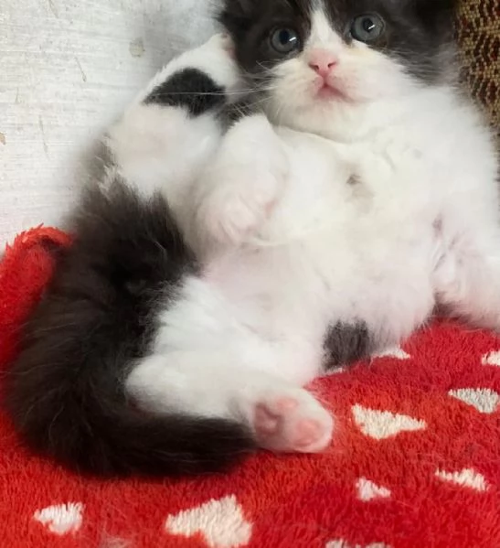 Gattina persiana normotipo FEMMINA  | Foto 2