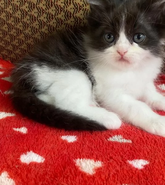 Gattina persiana normotipo FEMMINA  | Foto 1