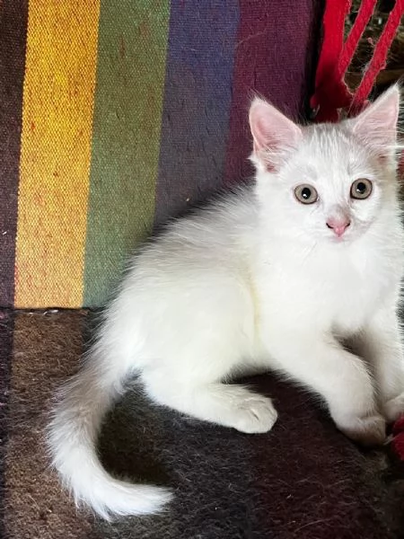 Gattina persiana normotipo FEMMINA  | Foto 0