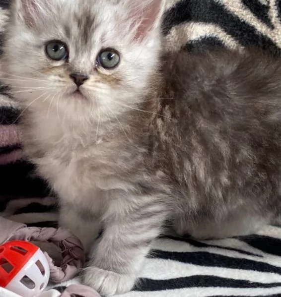 Gattina persiano normotipo FEMMINA  | Foto 31