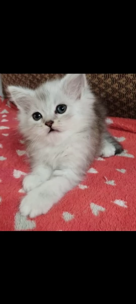 Gattina persiano normotipo FEMMINA  | Foto 30