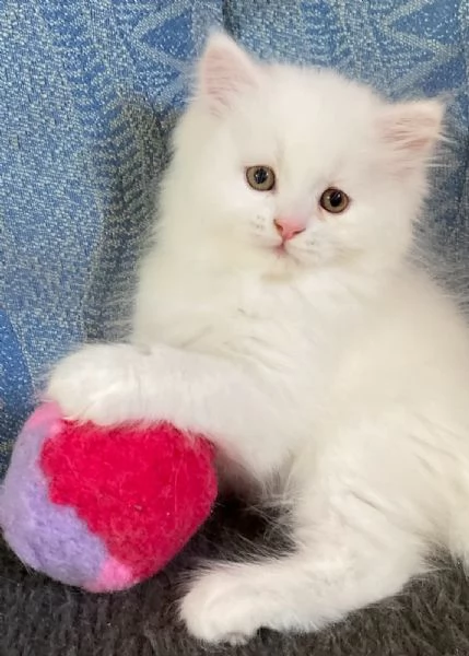 Gattina persiano normotipo FEMMINA  | Foto 29