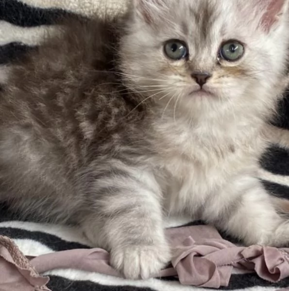 Gattina persiano normotipo FEMMINA  | Foto 28