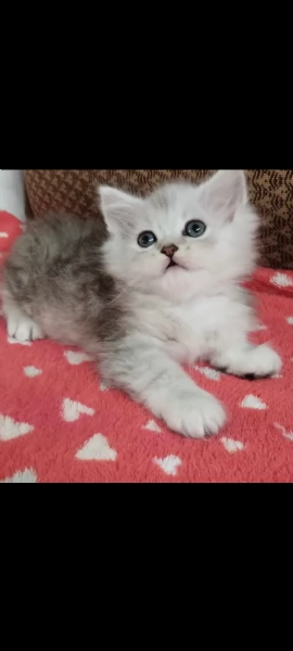 Gattina persiano normotipo FEMMINA  | Foto 26
