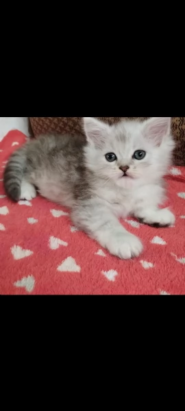 Gattina persiano normotipo FEMMINA  | Foto 25