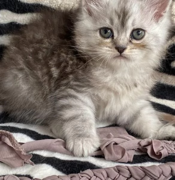 Gattina persiano normotipo FEMMINA  | Foto 24