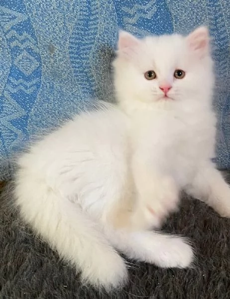 Gattina persiano normotipo FEMMINA  | Foto 23