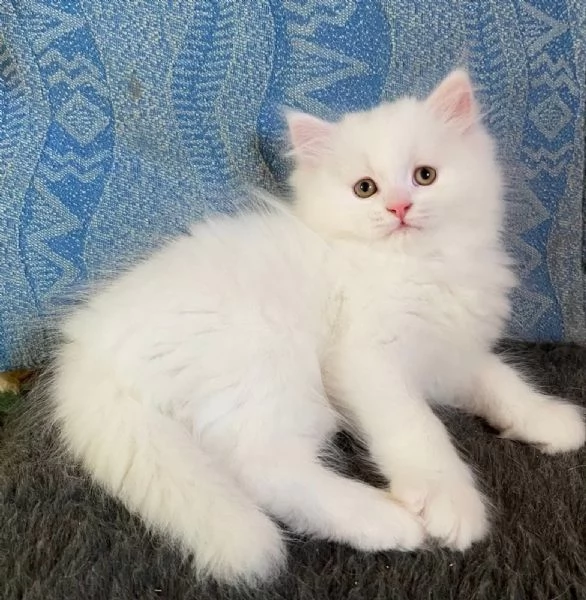 Gattina persiano normotipo FEMMINA  | Foto 22