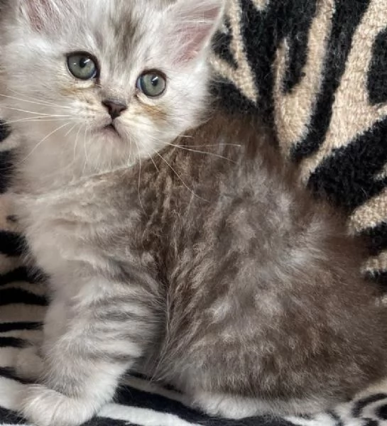 Gattina persiano normotipo FEMMINA  | Foto 21