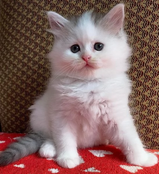 Gattina persiano normotipo FEMMINA  | Foto 19