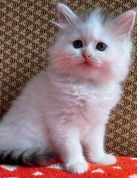 Gattina persiano normotipo FEMMINA  | Foto 17