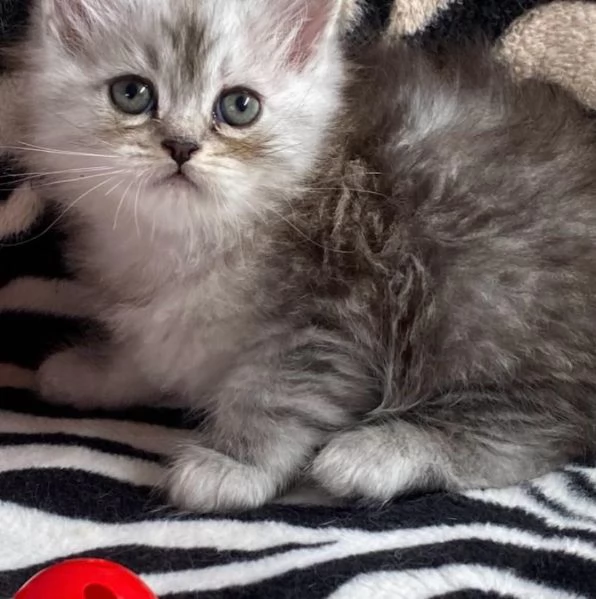 Gattina persiano normotipo FEMMINA  | Foto 16
