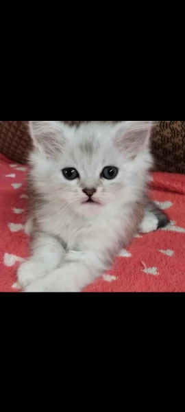 Gattina persiano normotipo FEMMINA  | Foto 15