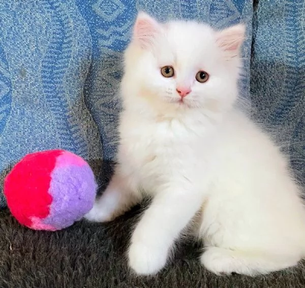 Gattina persiano normotipo FEMMINA  | Foto 14