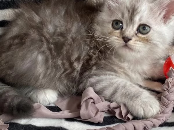 Gattina persiano normotipo FEMMINA  | Foto 13