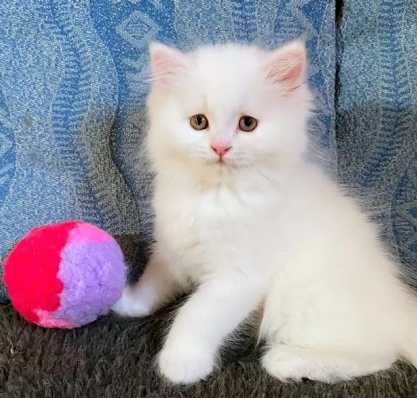 Gattina persiano normotipo FEMMINA  | Foto 12