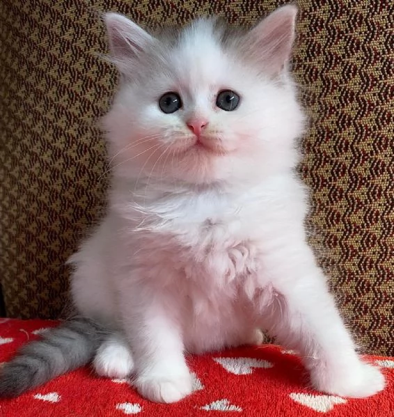 Gattina persiano normotipo FEMMINA  | Foto 10