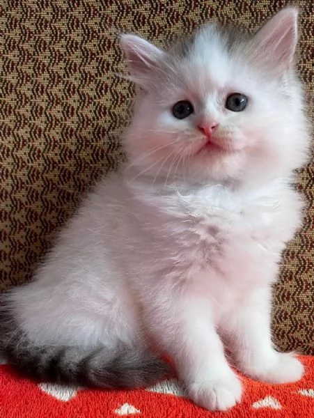 Gattina persiano normotipo FEMMINA  | Foto 8