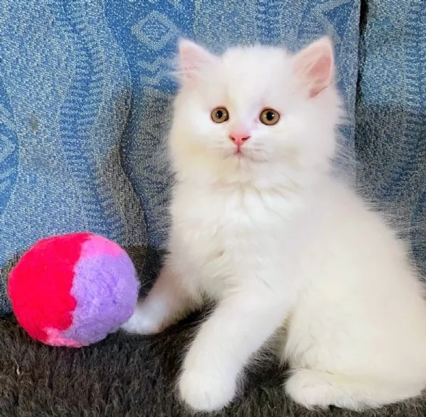 Gattina persiano normotipo FEMMINA  | Foto 7