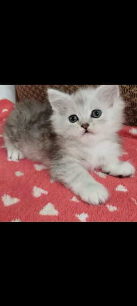 Gattina persiano normotipo FEMMINA  | Foto 6